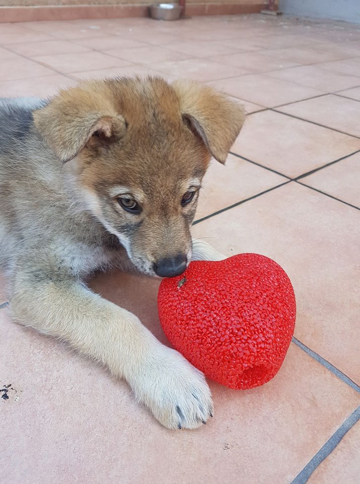 Czechoslovakia Wolfdog with love